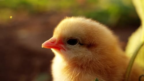 Fluffy Yellow Chick in Rural Setting