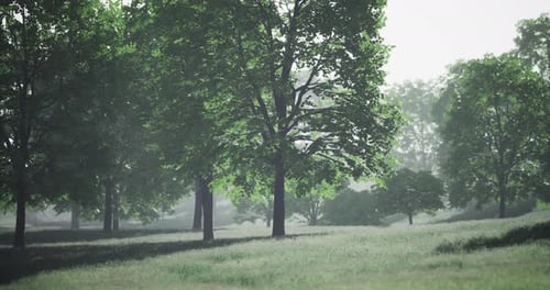 Tranquil Morning Light Filters Through a Lush Green Forest Landscape