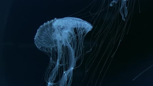 Bioluminescent Jellyfishes Floating Effortlessly Glowing Softly in Deep Sea Ideal for Nature Marine