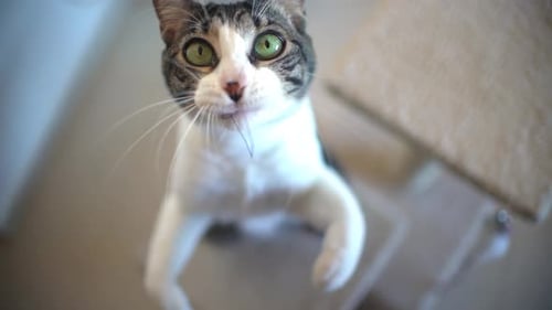 Cat Reaching for String, Standing on Hind Legs
