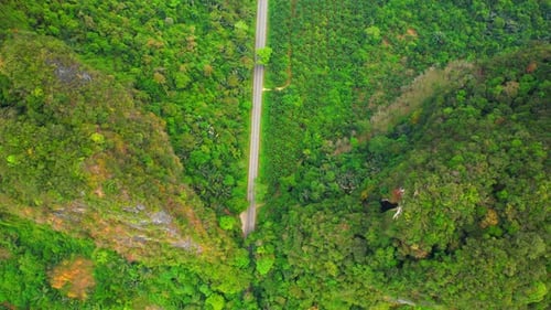 Trees tunnel road and limestone hills
