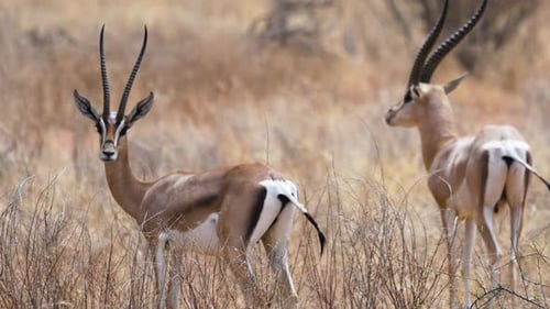 Grant Gazelles Standing in Dry Grassland of Samburu National Reserve Kenya.
