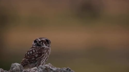 Kleine Eule (Athene noctua) in Montgai, Lleida, Katalonien, Spanien