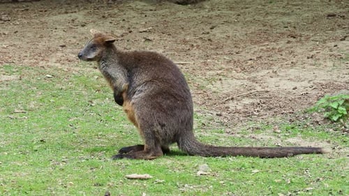 Sumpfwallaby, Wallabia zweifarbig. Bekannt als das schwarze Wallaby