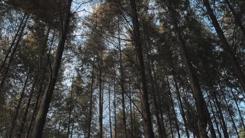 Walking Between Tall Trees in Mixed Forest on Sunny Autumn Day Blue Sky on the Background