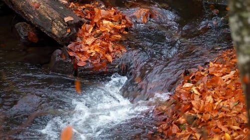Herbst