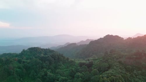tropical forest with green trees at sunrise