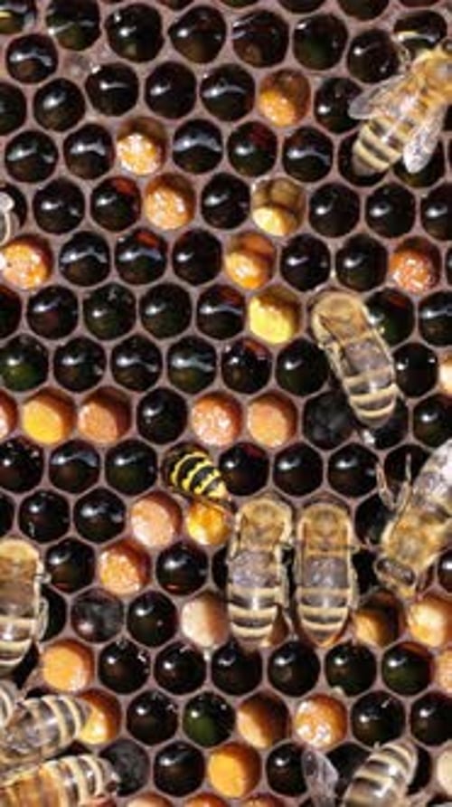 Honey Bees working on honeycomb close-up shot. Vertical video.