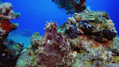 Red Octopus Underwater