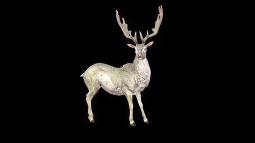 White Deer Idle