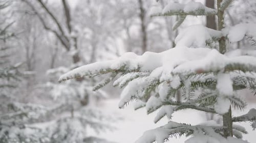 Beautiful Christmas trees in the snow. A beautiful walk through the winter forest. Trees