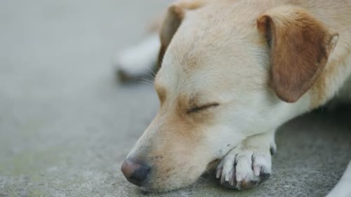 Mischlingshund liegt auf dem Boden