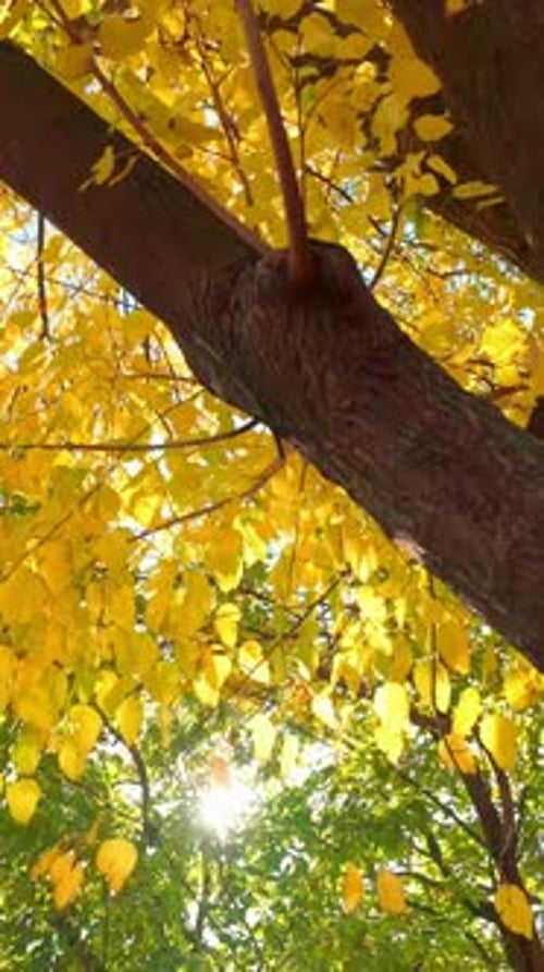 Avancer sous des couronnes couvertes de feuillage d'automne jaune