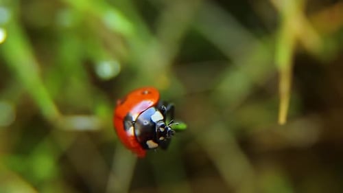 Ladybug resting on vibrant green grass blade