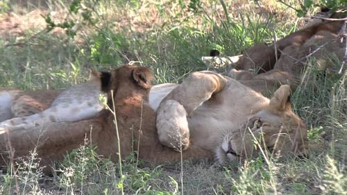 Close-up of lioness and cute lion cub interacting on grass in shade