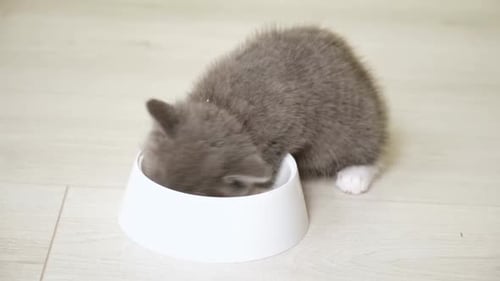 Cute Grey Kitten Eats from White Bowl