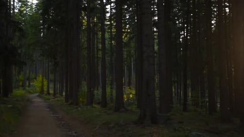 Panning shot of a pathway in the middle of a bright green forest, with sunrays through tree branches