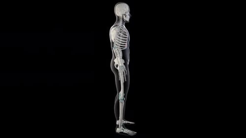 3D Animated Human Skeleton Full Body Rotation