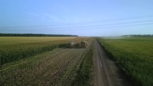 Corn Silage Harvesting with Forage Harvester on Field