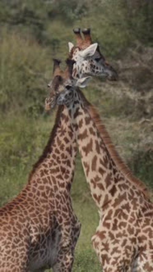 Video about giraffes on safari in Kenya