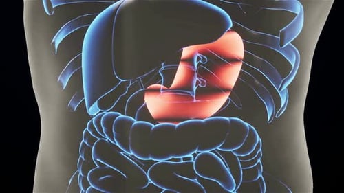 Animationskonzept für menschliche innere Organe, Verdauungssystem, Magenanatomie