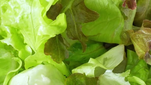 Close-up showcases a green vegetable salad.