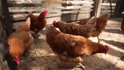The Chicken in the Coop Eats Millet