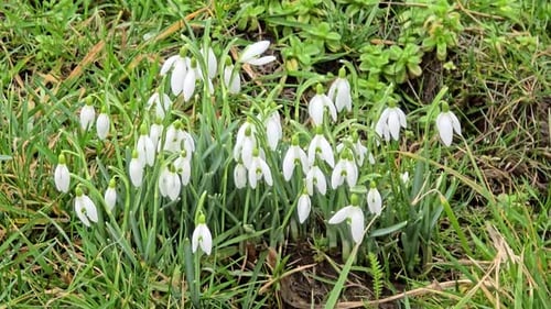 Snowdrops, snowdrops, are the first flowers in the garden in spring