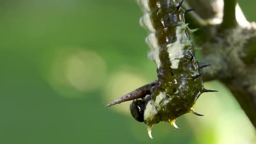 Orchard Swallowtail butterfly caterpillar crawling on citrus tree macro
