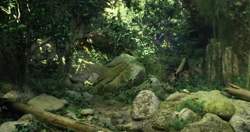 Lush Greenery and Rocks in a Serene Forest Environment During Daylight
