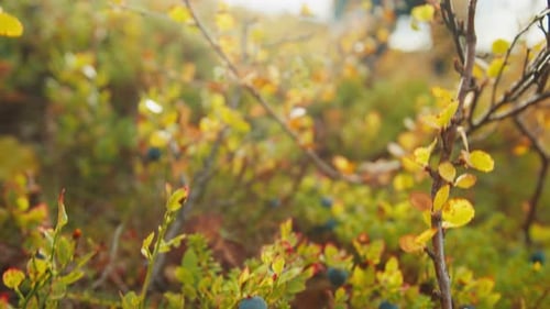 Wild Blueberries Growing on Bush in Autumn Forest Russia Teriberka