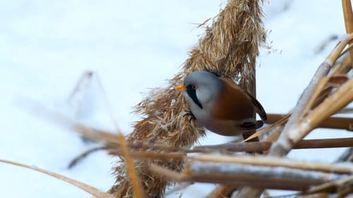 Bearded Reedling