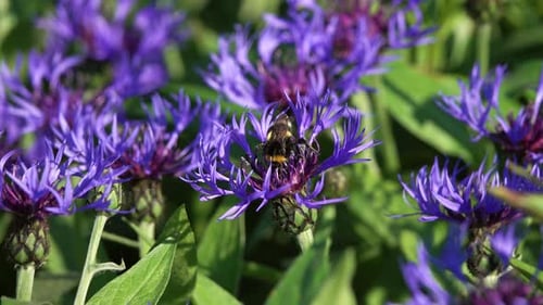 Gros plan d'un bourdon sur des fleurs bleues