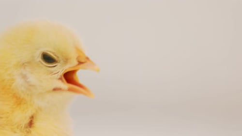 Close-up of a Cute, Fluffy Yellow Chick