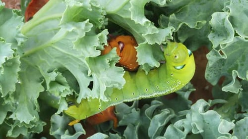 Bright Caterpillar Eating a Leafy Green Vegetable