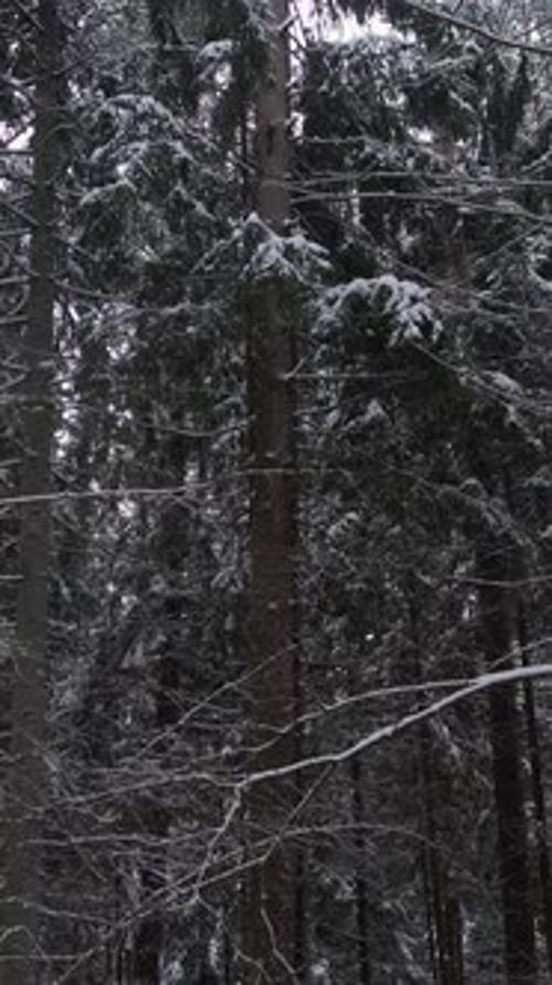 Frozen Trees Detailed View Closeup Of Icy Tree Branches Magnified Shot Of Snowcovered Tree Trunks