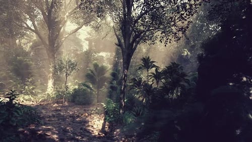 Morning Sunlight Filters Through Dense Tropical Foliage in a Serene Forest