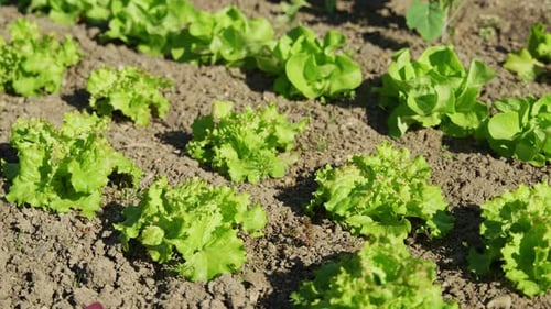 Slow-Motion shot of a salad field in a garden. Resolution)
