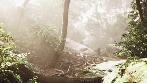 Dawn Woodland Walk Peaceful Journey Through Dewcovered Trees and Rocks