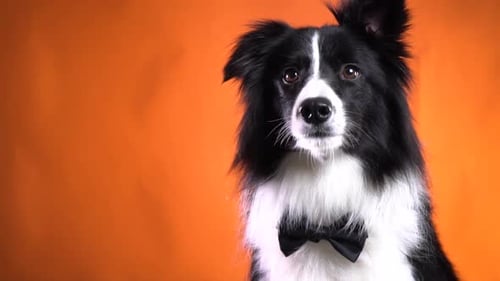 Close up of a beautiful black and white dog with a bow tie on his neck
