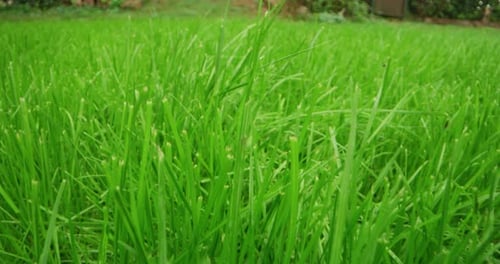 Super close up of a green lawn on a rainy day. Concept: Nature, wild, biologic. Shot on Red Camera