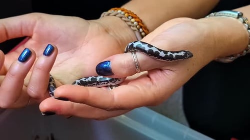 Un petit serpent aux écailles à motifs noirs et blancs saisissantes est doucement tenu dans la main de la femme avec une paire