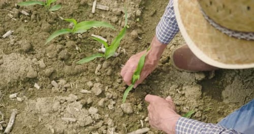 Farmer Inspecting Young Corn Plants in Field
