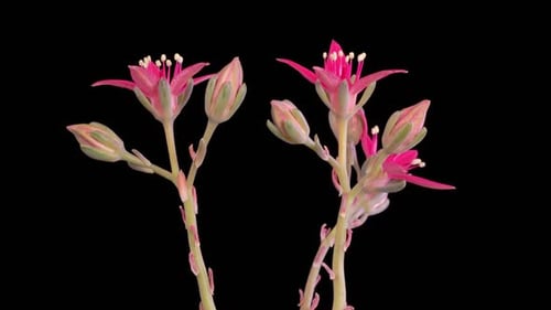 Blooming Beautiful Succulent Flower