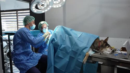 Veterinarians Performing Surgery on a Dog