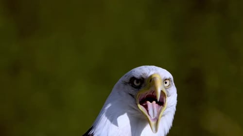 Close up of the head of a screaming bald eagle on the waterfront