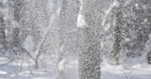 Snow Falling Gently in a Winter Forest