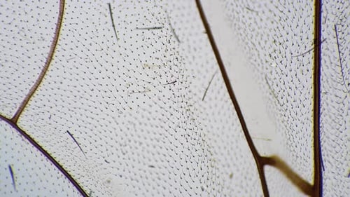 Fly Wing Filmed Under Microscope with 100 Times Magnification on Bright Field Background