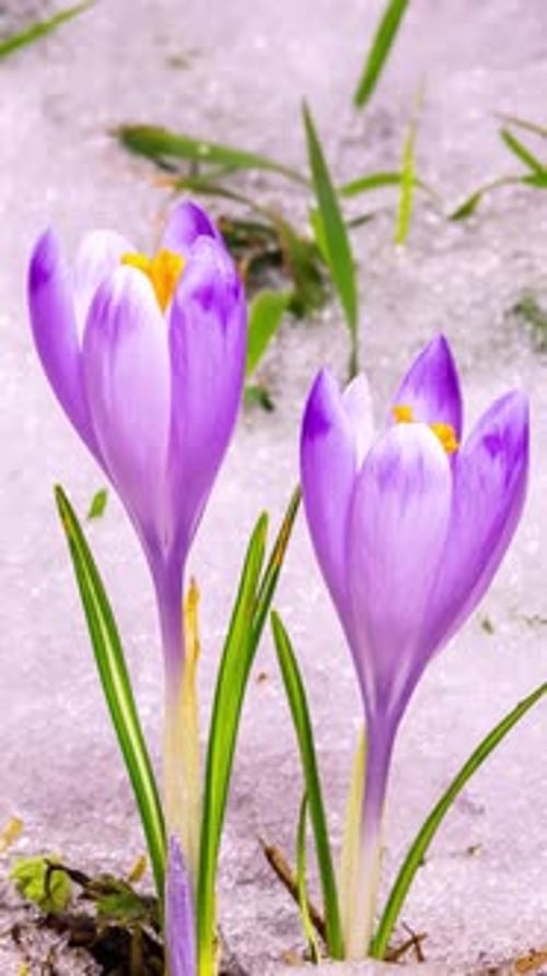 Crocus Flowers Blooming and Snow Melting, Vertical Spring Timelapse
