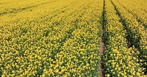 Yellow rape flowers and tractor tracks on field.